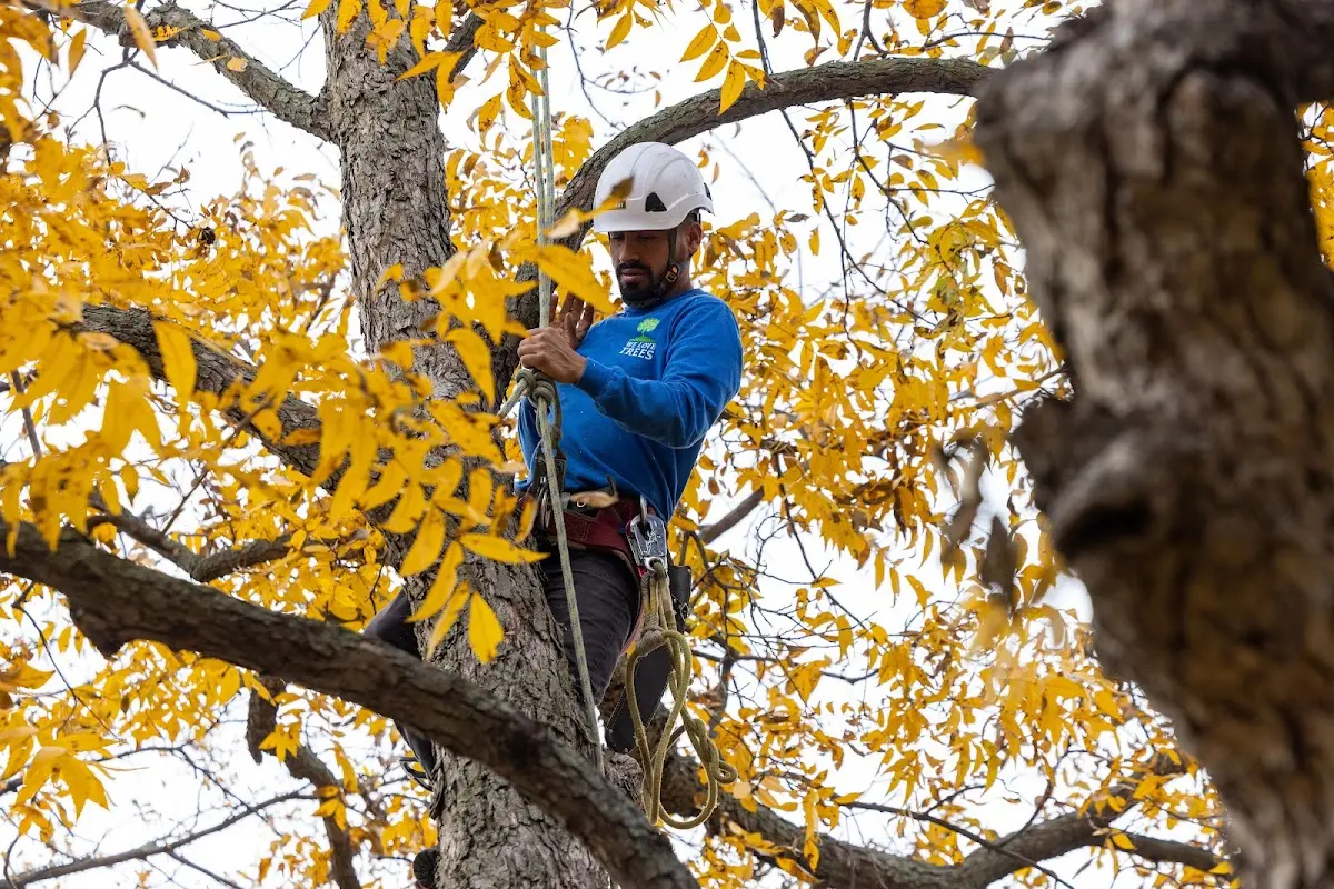 Skilled Storm Damage Cleanup crew working in Ferguson